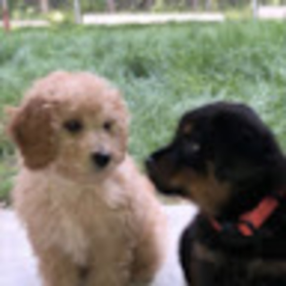 Meet your Posher, Alisha - Picture 1 of 1